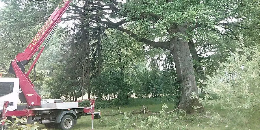 baumpflege_002