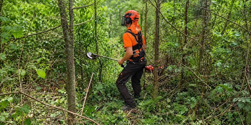 Sonnenlicht in einem gepflegten Waldbestand
